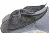 Gorgeous Scotoharpes Trilobite - Boudib, Morocco #359166-1